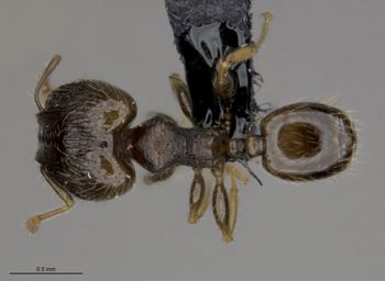 Media type: image;   Entomology 539451 Aspect: habitus dorsal view